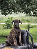 Brown collar, a male Great Dane for sale in Iowa Falls, IA – 3 of 8