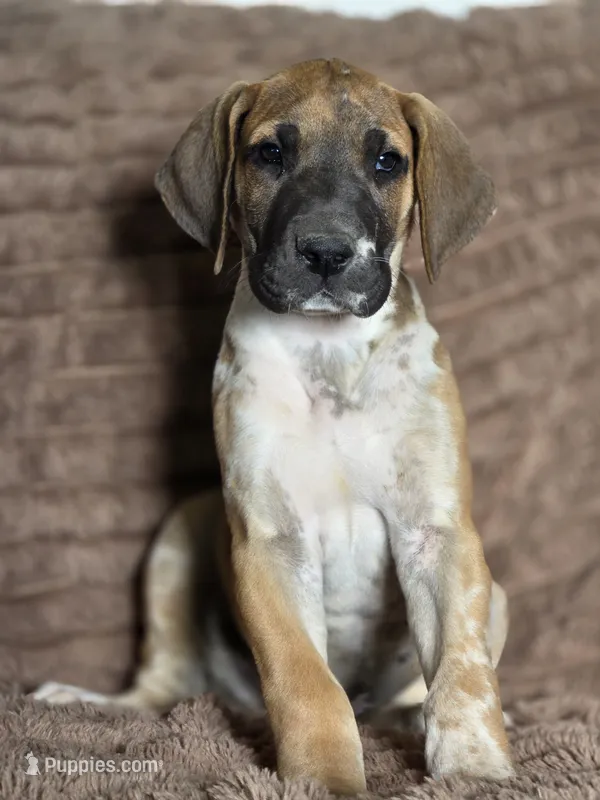 Fawniquin  – Great Dane puppy for sale in Iowa Falls, IA