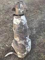 Blue brindlequin akc, a female Great Dane for sale in Iowa Falls, IA – Photo 6 of 10
