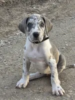 Blue brindlequin akc, a female Great Dane for sale in Iowa Falls, IA – Photo 10 of 10