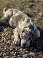 Blue brindlequin , a female Great Dane for sale in Iowa Falls, IA – Photo 3 of 8