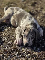 Blue brindlequin , a female Great Dane for sale in Iowa Falls, IA – Photo 4 of 8