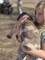 Blue brindlequin , a female Great Dane for sale in Iowa Falls, IA – Photo 1 of 8