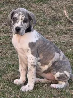 Blue brindlequin akc, a female Great Dane for sale in Iowa Falls, IA – Photo 1 of 10