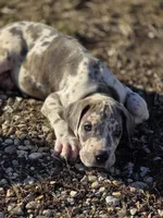 Blue brindlequin , a female Great Dane for sale in Iowa Falls, IA – Photo 2 of 8