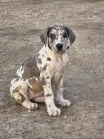 Blue brindlequin akc, a female Great Dane for sale in Iowa Falls, IA – Photo 7 of 10