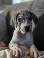 Blue brindlequin akc, a female Great Dane for sale in Iowa Falls, IA – Photo 2 of 10