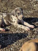 Blue brindlequin , a female Great Dane for sale in Iowa Falls, IA – Photo 8 of 8