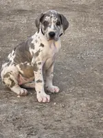 Blue brindlequin akc, a female Great Dane for sale in Iowa Falls, IA – Photo 8 of 10