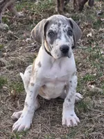 Blue brindlequin akc, a female Great Dane for sale in Iowa Falls, IA – Photo 5 of 10