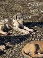 Blue brindlequin , a female Great Dane for sale in Iowa Falls, IA – Photo 7 of 8