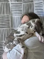 Blue brindlequin akc, a female Great Dane for sale in Iowa Falls, IA – Photo 4 of 10