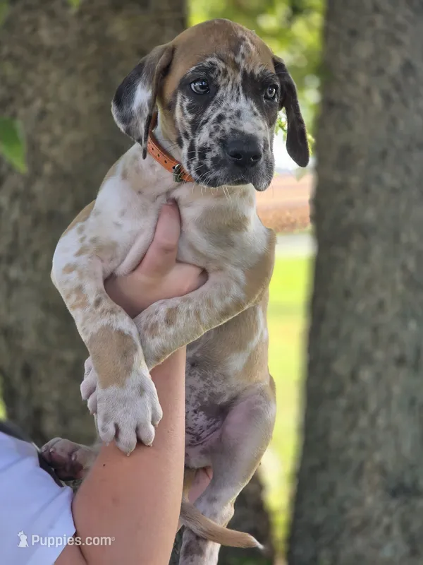 Fawniquin  – Great Dane puppy for sale in Iowa Falls, IA