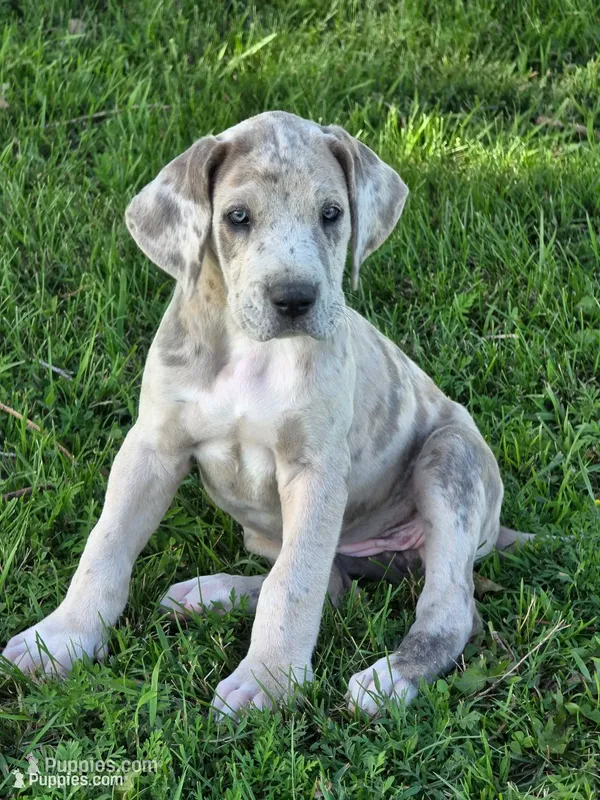 Brindle merle  – Great Dane puppy for sale in Iowa Falls, IA