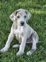 Brindle merle , a female Great Dane for sale in Iowa Falls, IA – 3 of 6