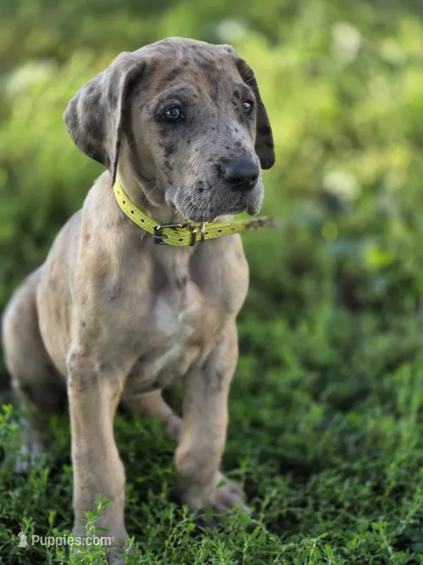 Colorful merle  – Great Dane puppy for sale in Iowa Falls, IA