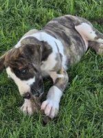 Brindlequin , a female Great Dane for sale in Iowa Falls, IA – 2 of 7