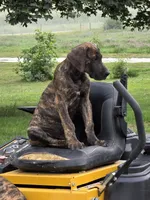 Brown collar, a male Great Dane for sale in Iowa Falls, IA – 7 of 8