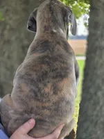 Blue brindlequin , a male Great Dane for sale in Iowa Falls, IA – 6 of 10