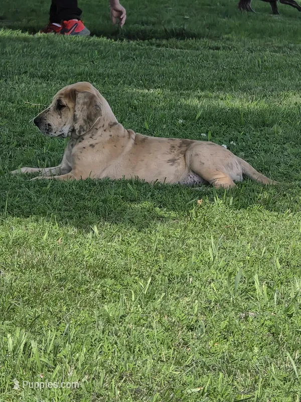 Darker fawn merle  – Great Dane puppy for sale in Iowa Falls, IA