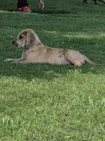 Darker fawn merle , a female Great Dane for sale in Iowa Falls, IA – 1 of 3
