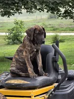Brown collar, a male Great Dane for sale in Iowa Falls, IA – 2 of 8