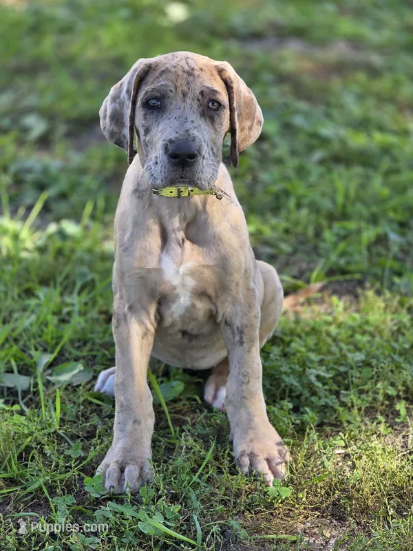 Colorful merle  – Great Dane puppy for sale in Iowa Falls, IA