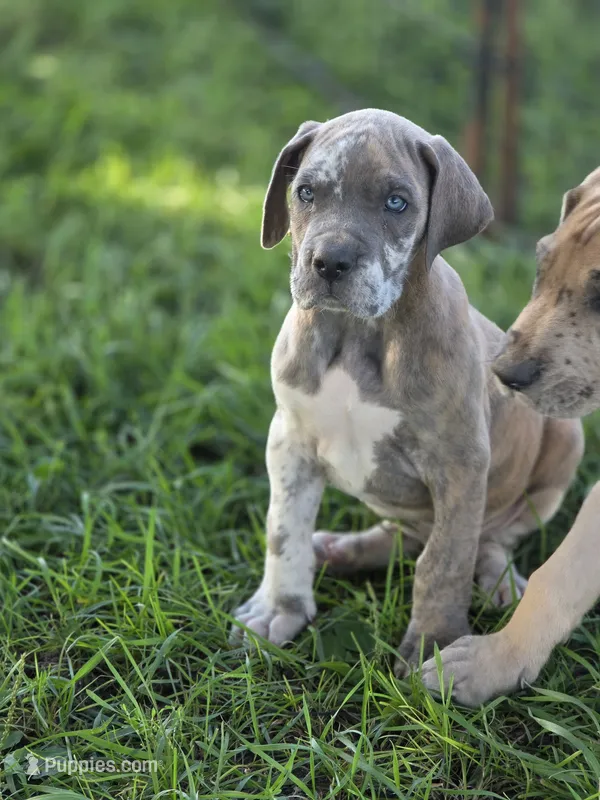 Blue brindlequin  – Great Dane puppy for sale in Iowa Falls, IA
