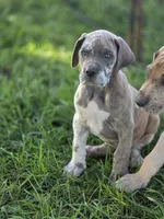 Blue brindlequin , a male Great Dane for sale in Iowa Falls, IA – 9 of 10