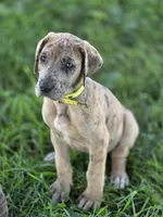 Colorful merle , a female Great Dane for sale in Iowa Falls, IA – 5 of 6