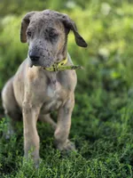 Colorful merle , a female Great Dane for sale in Iowa Falls, IA – 6 of 6