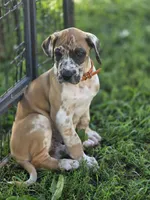 Fawniquin , a female Great Dane for sale in Iowa Falls, IA – 8 of 10