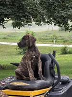 Brown collar, a male Great Dane for sale in Iowa Falls, IA – 8 of 8