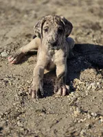 Brindle merle , a female Great Dane for sale in Iowa Falls, IA – Photo 3 of 3