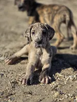 Brindle merle , a female Great Dane for sale in Iowa Falls, IA – Photo 1 of 3
