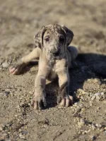 Brindle merle , a female Great Dane for sale in Iowa Falls, IA – Photo 2 of 3