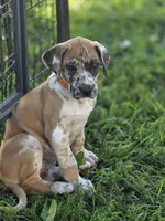 Fawniquin , a female Great Dane for sale in Iowa Falls, IA – 7 of 10