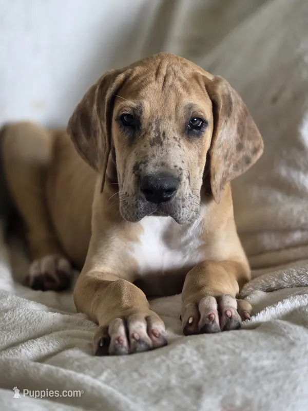 Fawn merle light color – Great Dane puppy for sale in Iowa Falls, IA