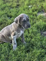 Blue brindlequin , a male Great Dane for sale in Iowa Falls, IA – 10 of 10