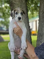 Fawn piebold , a female Great Dane for sale in Iowa Falls, IA – 4 of 4