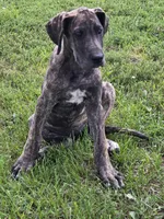 Red collar, a female Great Dane for sale in Iowa Falls, IA – 3 of 3
