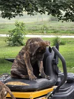 Brown collar, a male Great Dane for sale in Iowa Falls, IA – 5 of 8