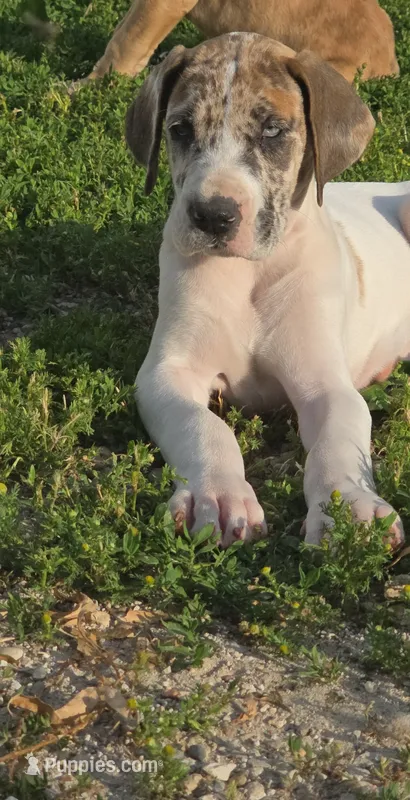 Fawn piebold  – Great Dane puppy for sale in Iowa Falls, IA