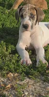 Fawn piebold , a female Great Dane for sale in Iowa Falls, IA – 1 of 4