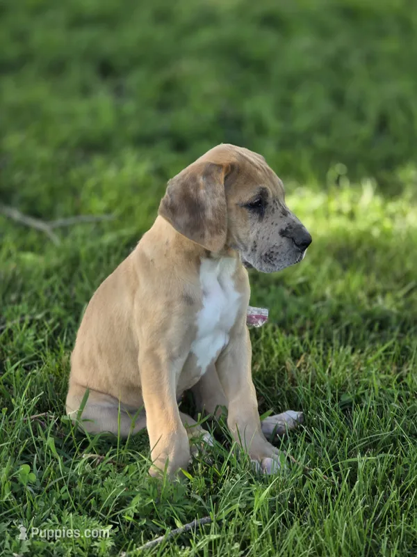 Fawn merle light color – Great Dane puppy for sale in Iowa Falls, IA