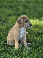 Fawn merle light color, a female Great Dane for sale in Iowa Falls, IA – 1 of 3