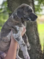 Blue brindlequin , a male Great Dane for sale in Iowa Falls, IA – 7 of 10