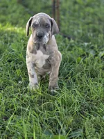 Blue brindlequin , a male Great Dane for sale in Iowa Falls, IA – 2 of 10
