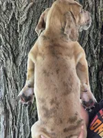 Darker fawn merle , a female Great Dane for sale in Iowa Falls, IA – 2 of 3