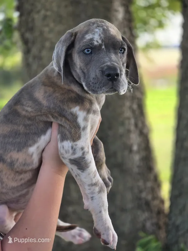 Blue brindlequin  – Great Dane puppy for sale in Iowa Falls, IA